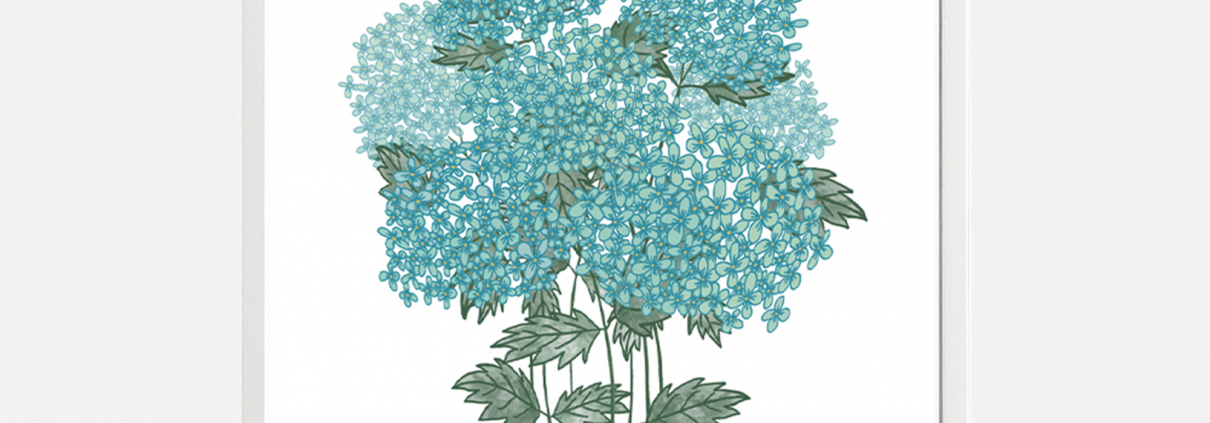 blue-hydrangeas by Jennifer Reid