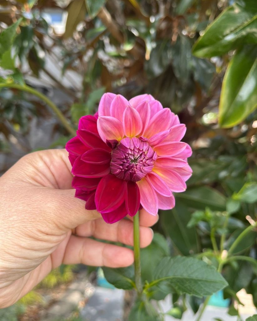 dahlia from my garden